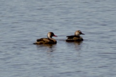 Amazonetta brasiliensis