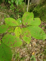 Pucciniastrum areolatum