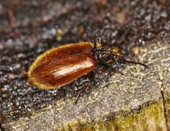 Lagria hirta