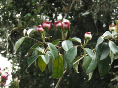 Blakea quadrangularis