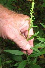 Solidago speciosa