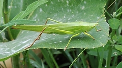 Neoconocephalus ensiger