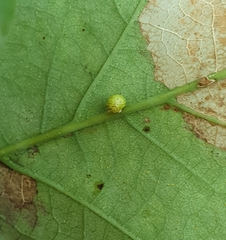 Neuroterus anthracinus