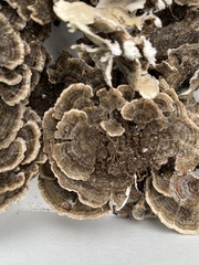 Trametes versicolor
