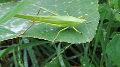 Neoconocephalus ensiger