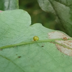 Neuroterus anthracinus