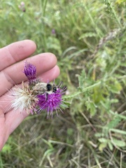 Bombus sylvarum