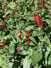Spigelia marilandica