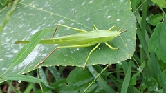 Neoconocephalus ensiger