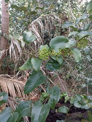 Smilax australis