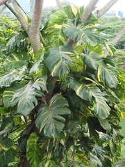 Epipremnum aureum