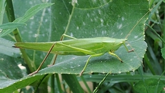 Neoconocephalus ensiger