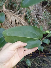 Smilax australis