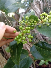 Smilax australis
