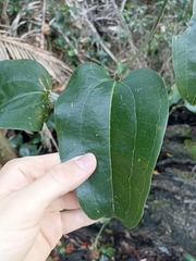 Smilax australis