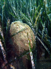Pinna nobilis
