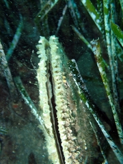 Pinna nobilis