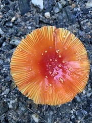 Amanita parcivolvata