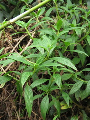 Emmeorhiza umbellata