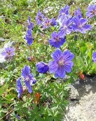 Geranium gymnocaulon