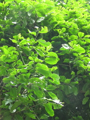 Couepia platycalyx