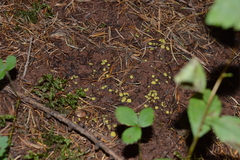 Podophacidium xanthomelum