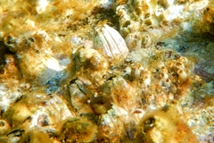 Microlipophrys canevae