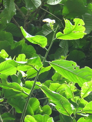 Couepia platycalyx