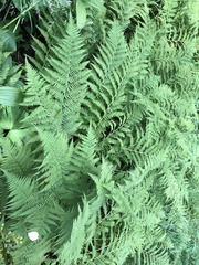 Athyrium distentifolium