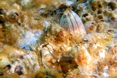 Microlipophrys canevae