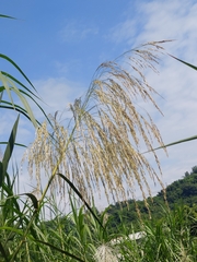 Phragmites karka