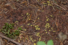 Podophacidium xanthomelum