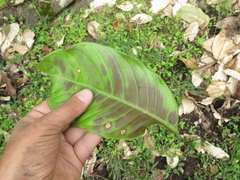 Couepia platycalyx