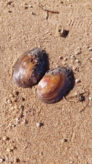 Unionidae