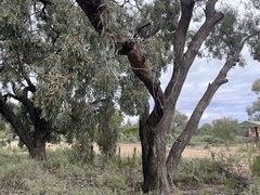Eucalyptus camaldulensis