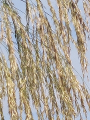 Phragmites karka