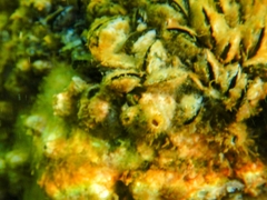 Microlipophrys canevae