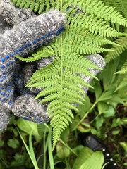 Athyrium distentifolium