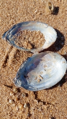 Unionidae