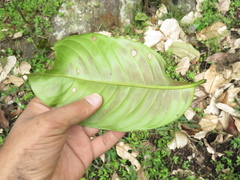 Couepia platycalyx