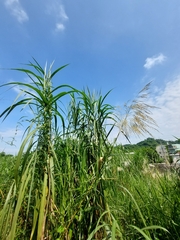 Phragmites karka