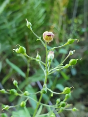 Scrophularia nodosa