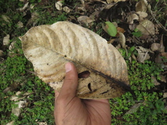 Couepia platycalyx