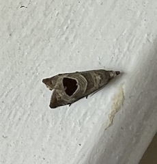 Notocelia uddmanniana