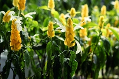 Pachystachys lutea