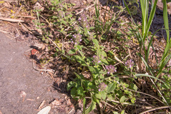 Clinopodium chinense