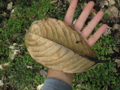 Couepia platycalyx