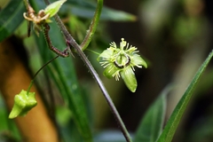 Passiflora suberosa