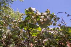 Actinidia setosa