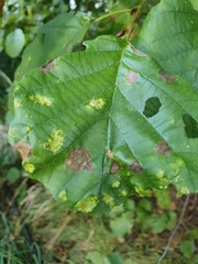 Acalitus brevitarsus